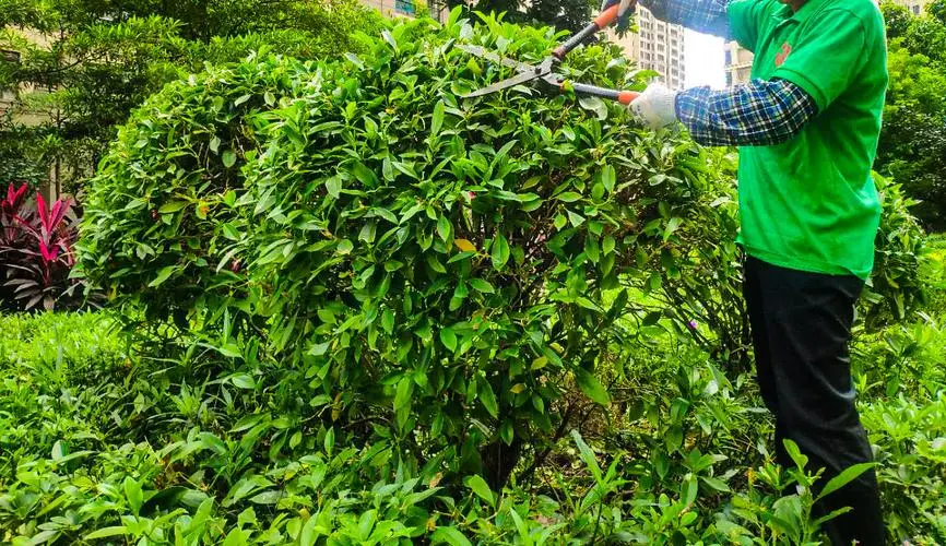 10亩园林景观设计